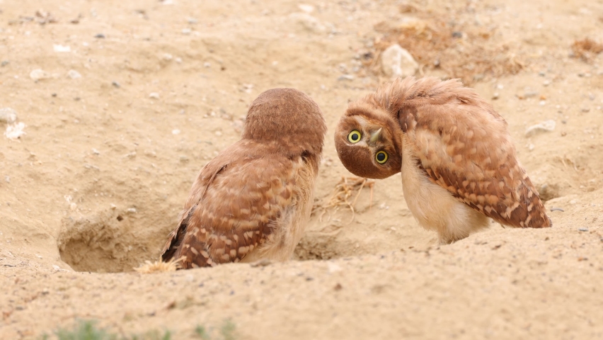 Young Burrowing Owl Shot in the Desert Near Los Angeles Royalty-Free Stock Footage #1093646671