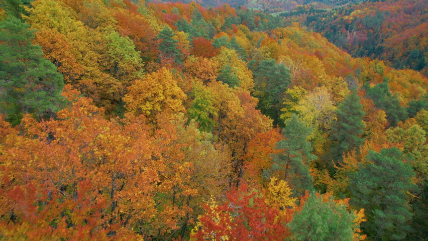 AERIAL: Lush forest in amazing autumn shades with road hiding under treetops. Forest treetops with vivid colorful leaves in autumn season. Stunning colour palette of changing leaves in fall season.
