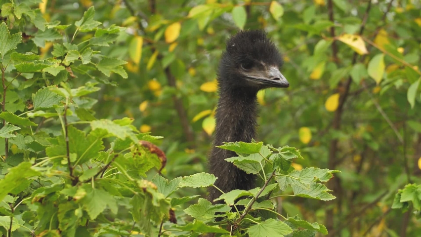 The long-legged black emu bird eats berries and grass. It's summer outside. Royalty-Free Stock Footage #1093650471