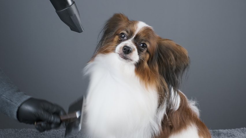 Dog Papillon After a Bath Drying by using blow air dryeren. fur hair. Pet in grooming salon. Royalty-Free Stock Footage #1093652607