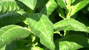 Tobacco leaves waiting to be harvested 4k video, Perfect for presentations, documentaries, science, cinematics, etc.