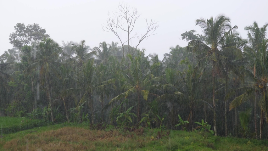 Heavy rain pouring down, looking out from window to the tropical trees at edge of grassy wasteland. Large drops from roof on foreground. Rainy season at Ubud town, central area of Bali island