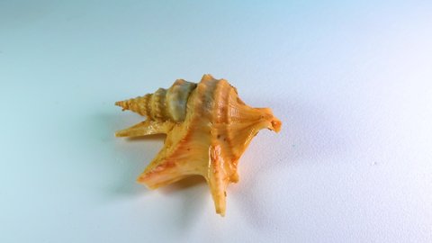 Pelicans Foot Aporrhais Pespelecani Marine Gastropod Stock Footage ...