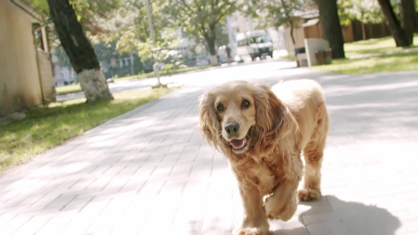 The dog is playing and running outside. A beautiful brown haired dog is sitting on the street. Cocker Spaniel in park, English cocker spaniel rests outdoors. Happy Dog on summer time, weekend picnic Royalty-Free Stock Footage #1093664843