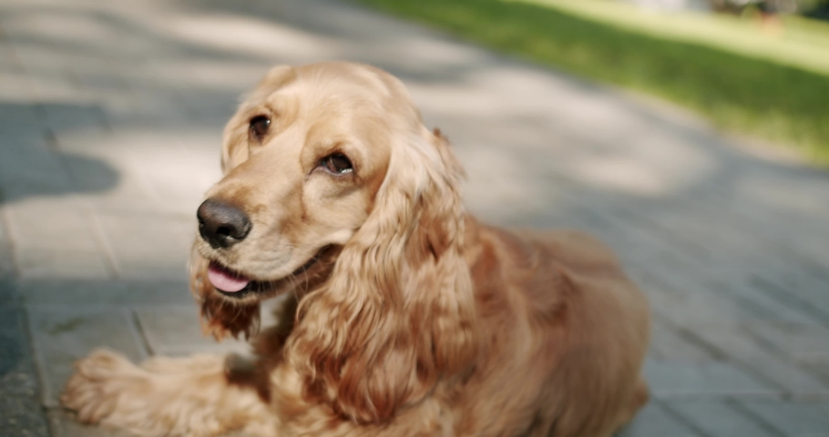 Happy Dog on summer time, weekend picnic. Adorable Beauty Pet. A beautiful brown haired dog is sitting on the street. Cocker Spaniel in park, English cocker spaniel rests outdoors. young pretty Royalty-Free Stock Footage #1093664875