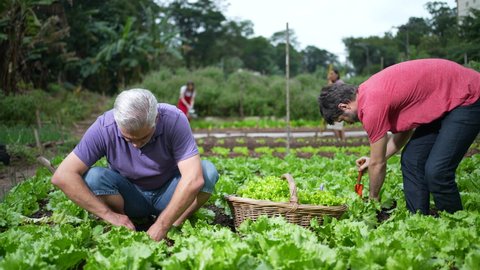 Community Urban Farmers Small Local Organic Stock Footage Video (100% ...