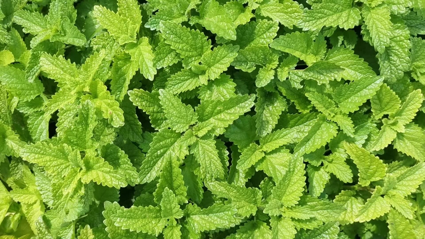 top view of green peppermint herb at the wind. Concept of freshness, aromatic herbs, nature, green world. Royalty-Free Stock Footage #1093668763