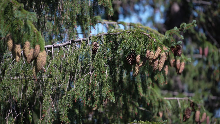 Many cones hang on a green spruce and sway in the wind in the summer in the Carpathians mountains in Ukraine, Europe. Heavy green branches with fir cones, close up 