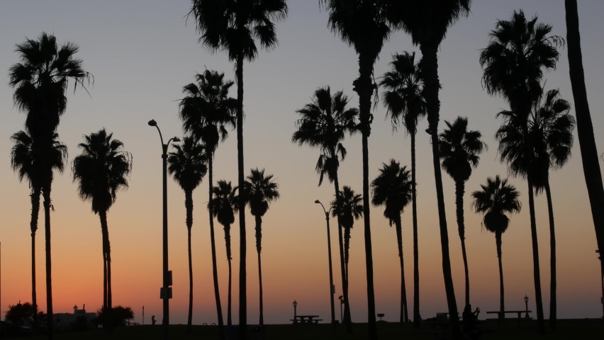 Orange and purple sky, silhouettes of palm trees on beach at sunset, California coast, USA. Beachfront park at sundown in San Diego, Mission beach vacations resort. People walking in evening