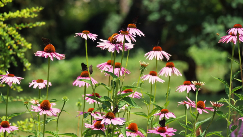 Butterflies on pink flowers in the meadow.
Video footage of meadow filled with pink flowers and butterflies.