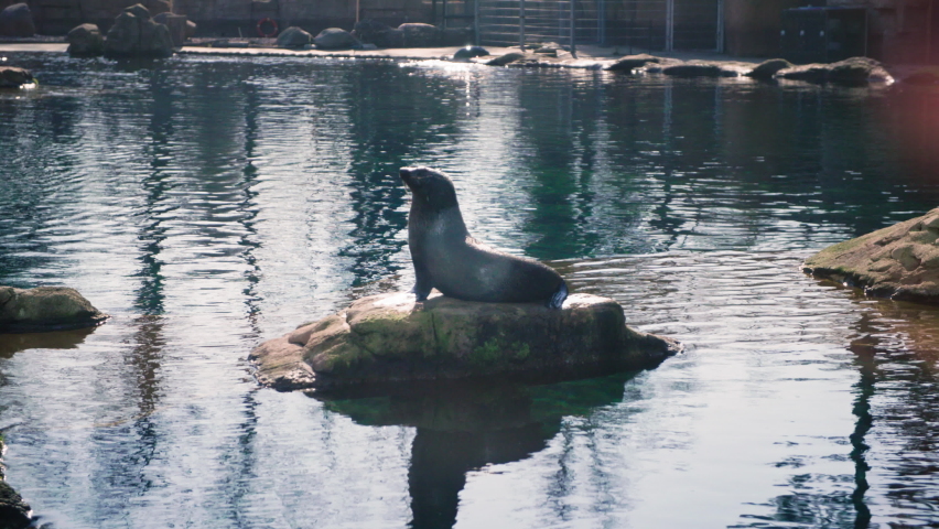 wild animals, beautiful fur seal sit on a stone among blue water background of sun rays in aquarium