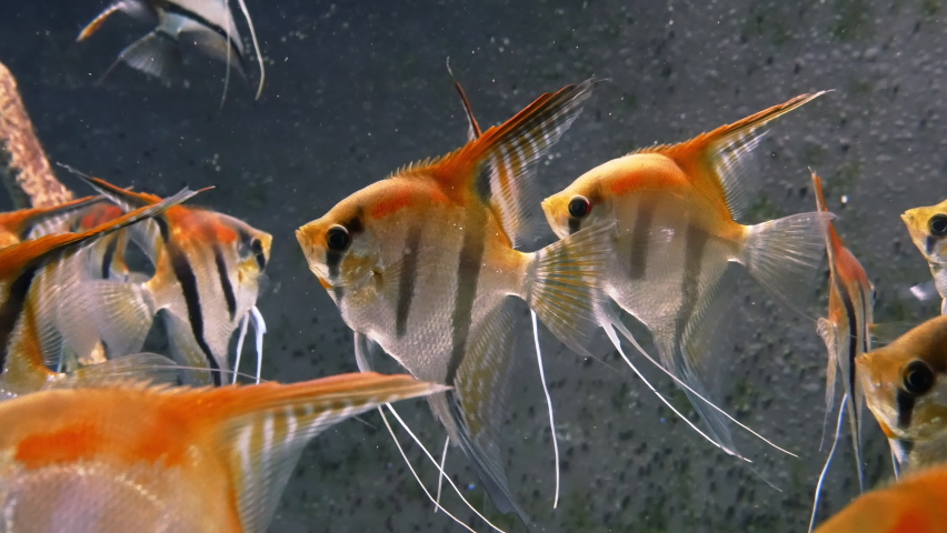 Close-up of many angelfish in the aquarium. Pterophyllum scalare, most commonly referred to as the angelfish or freshwater angelfish. Close-up View. | Shutterstock HD Video #1093677727
