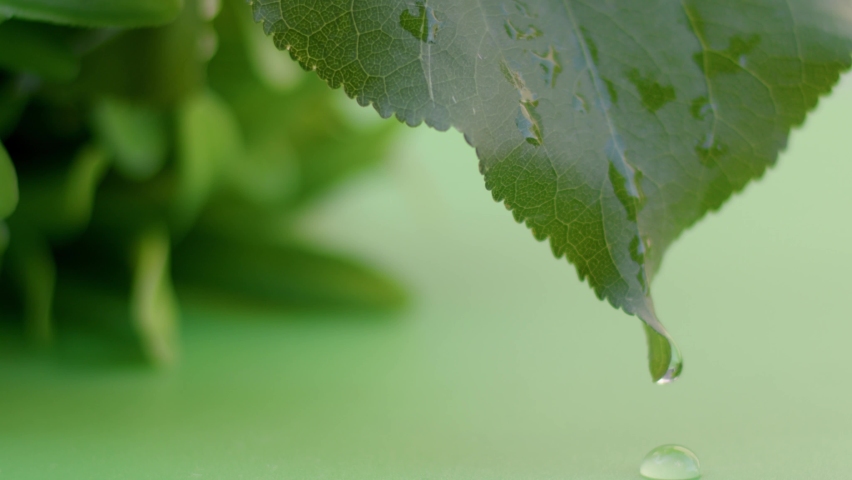 Drops of water drip from green leaves down, under the open sky in summer weather. 8K downscale, 4K.