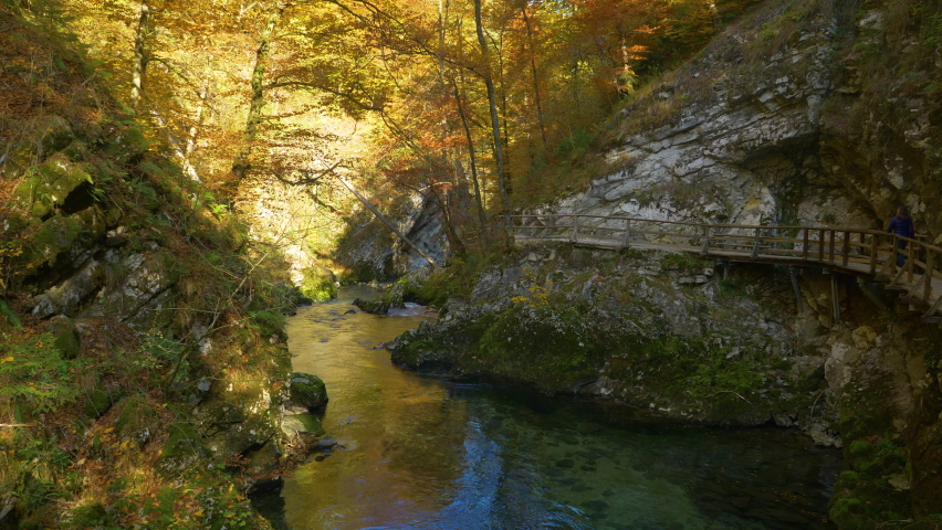 Picturesque sightseeing location of Vintgar Gorge in amazing colors of autumn. Gorgeous color palette of beech tree forest above wild river canyon and a nice tourist trail embedded in a rocky bank. Royalty-Free Stock Footage #1093680735