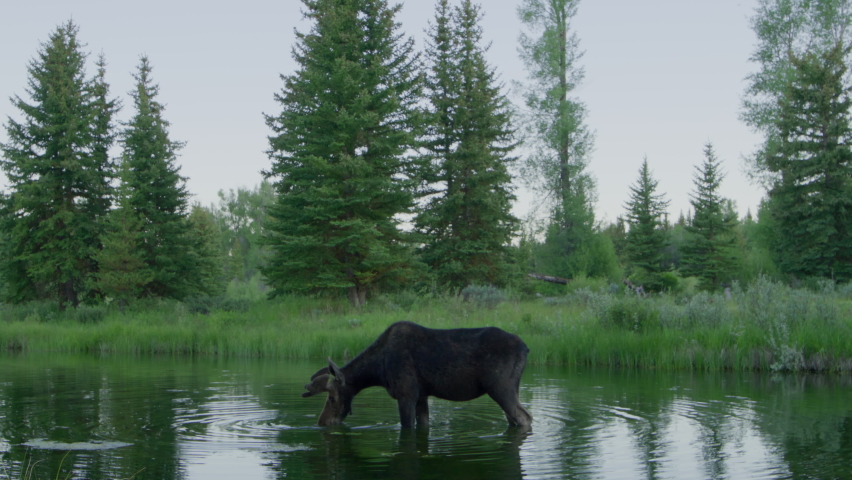 The elk migrating within Grand Teton National Park. Beautiful animal drinking crystal clear water of alpine lake, surrounded with fertile valley. High quality 4k footage