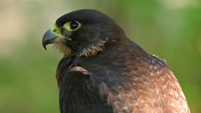 Close up portrait of a wild hawk. High quality 4k footage
