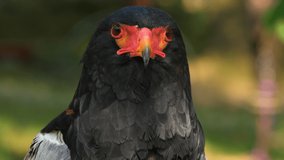 Close up view of a bateleur eagle. High quality 4k footage