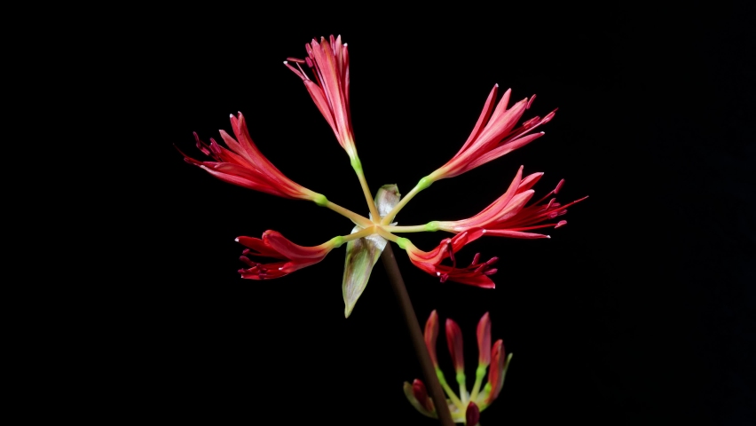Time lapse footage of red Lycoris radiata spider lily magic lily equinox flower or higanbana growing blossom from bud to full blossom isolated on black background, 4k video, close up b roll shot. Royalty-Free Stock Footage #1093688697
