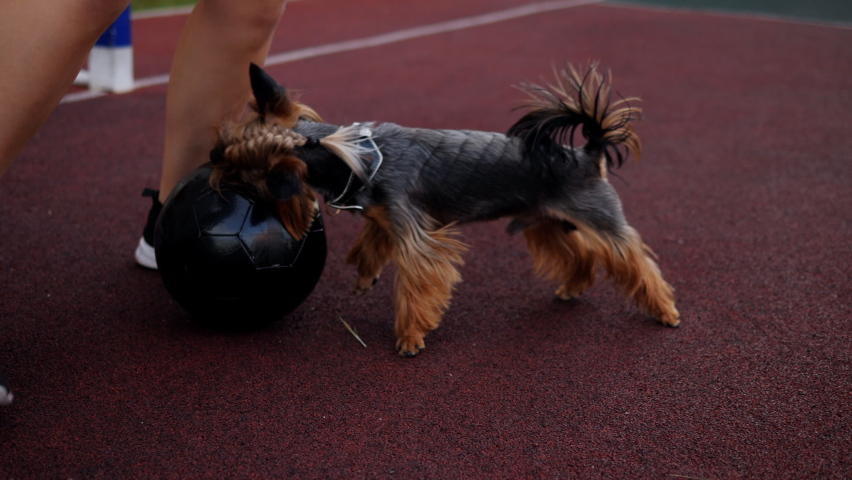 A Yorkshire terrier dog plays football with children with a big ball on a football field.