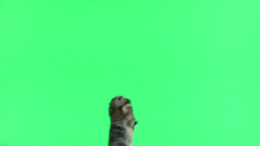 Cat paw touching, clicking, tapping and swiping on chromakey green screen. Gray tabby cat using phone. Close up. Footage Pack. Using for a smartphone, tablet pc or a touch screen devices. Gestures