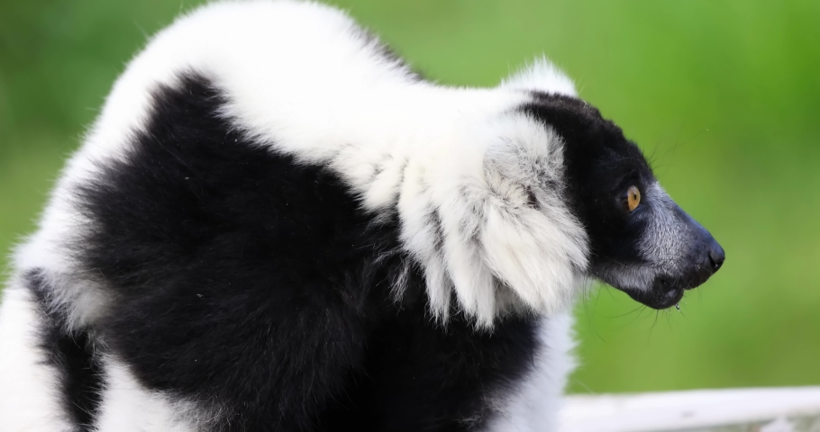 A Black-and-white ruffed lemur eating, species of ruffed lemur from island of Madagascar. Royalty-Free Stock Footage #1093702491