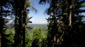 Drone video ascending straight up over Charles L. Pack Experimental Forest located near Eatonville and La Grande, Washington on a sunny summer's day with blue sky and scattered clouds.