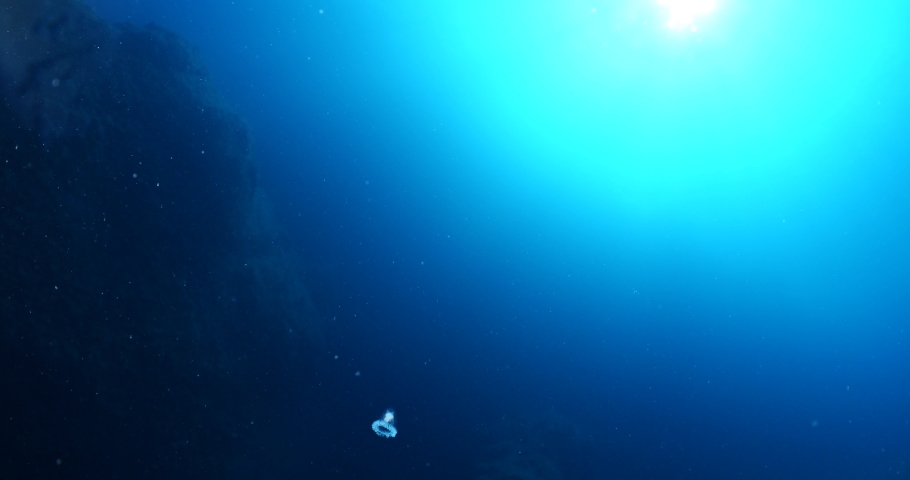 Turritopsis nutricula Turritopsis dohrnii Oceania O.armata immortal underwater 