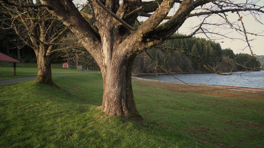 Large trees near the shore of Lake Merwin in autumn, with calm water and distant hills under a clear sky. Pan left to right.