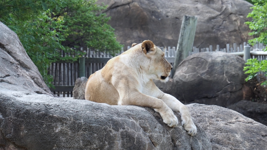 Large female Lion at the Sedgwick County Zoo in Wichita Kansas