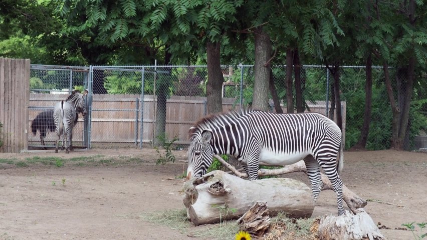 Zebra eating grass on a hot Summer day in Wichita Kansas