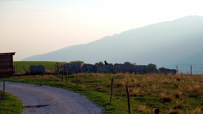 Old farmer scares a cow with a stick. Expert breeder directs a cow over the fence. Mountain life, rural scene at sunset. 4k video.