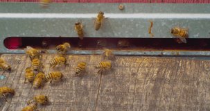 beekeeping.close-up honey bees fly in and out of the bee hive. European honey bee. slow motion video.