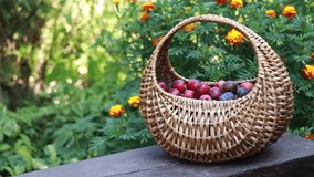 Bright juicy plums in a wicker basket. Collected fruits on a background of bright flowers. Harvest