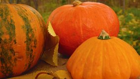 Several large orange pumpkins against the backdrop of the autumn park. Panorama. Autumn landscape. happy halloween - Powered by Shutterstock - Get 15% off with code: PIKWIZARD15