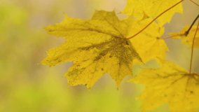 Yellow maple leaves close-up. Yellow autumn leaves on a blurred background. Autumn concept