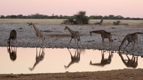 A herd of giraffes drink from a waterhole at dusk in Etosha National Park, Namibia, Africa. - Powered by Shutterstock - Get 15% off with code: PIKWIZARD15