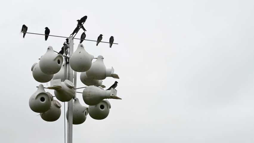 Grouping of purple martin birds perched on a raised nesting house.