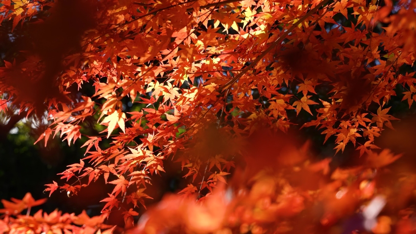 4K Video of a fixed shot of a branch of autumn leaves turning red. Royalty-Free Stock Footage #1093734769