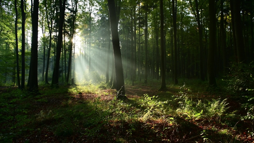 Beautiful sunny morning in the forest 