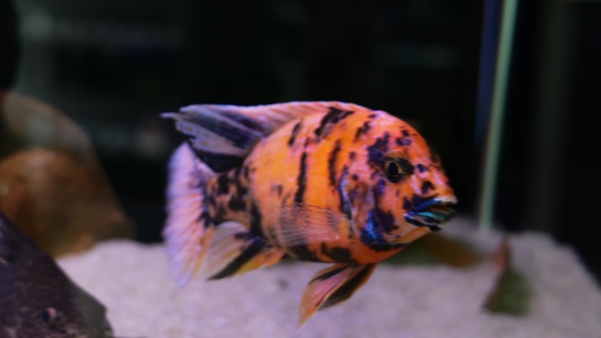 Aulonocara (Multicolor). multicolored fish in the aquarium close-up | Shutterstock HD Video #1093737175