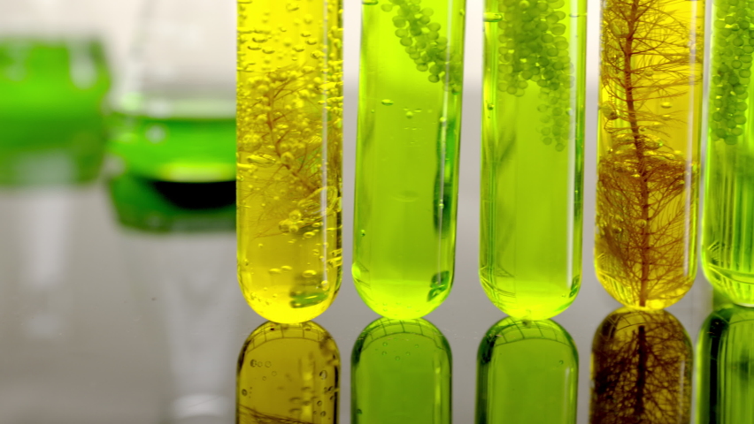 Algae biofuel industry lab researching for alternative to fossil algae fuel or algal biofuel.