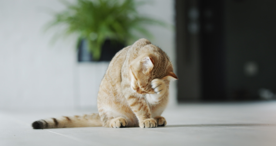Red cat washes, sits on the floor in the living room Royalty-Free Stock Footage #1093740531