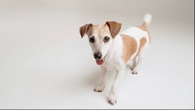 Active dog on white background excitedly greeting friendly wags tail looks into camera expects to play. Play with me! Studio shoot video footage. Happy smiling eyes look open mouth. Pet theme
