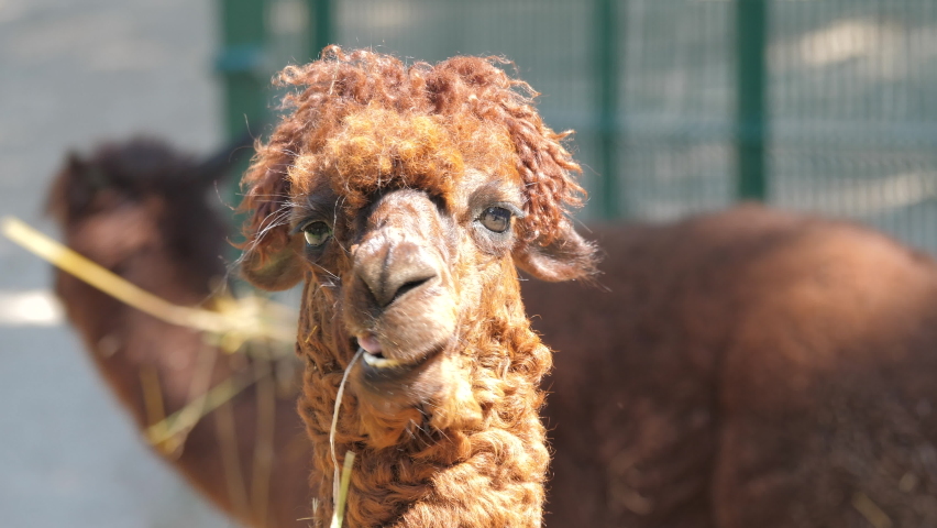 Alpaca with a funny hairstyle. Portrait. Vicuna pacos.