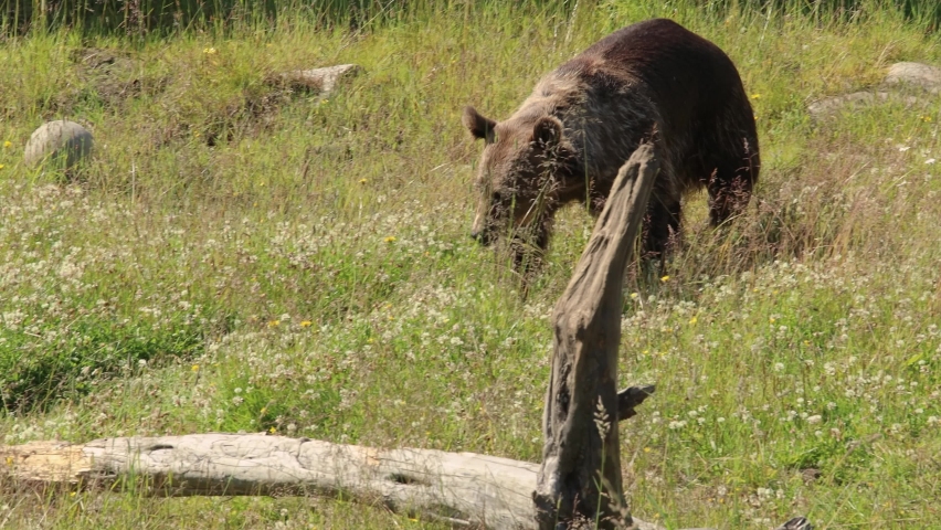 Brown bear (Ursus arctos) in wild nature is a bear that is found across much of northern Eurasia and North America. In North America, the populations of brown bears are often called grizzly bears.