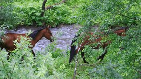 Herd of horses carefully walked along the bank of a small mountain river to the watering hole. Herd of domestic horses graze along a small mountain river with a strong current.