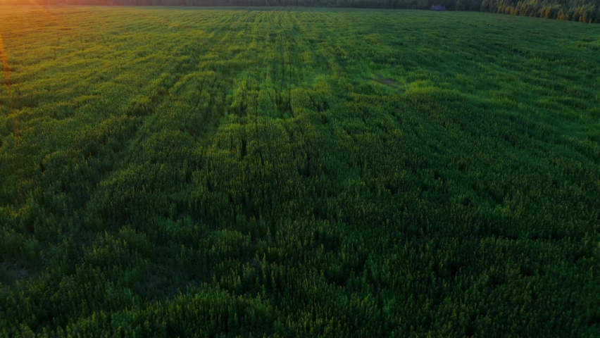 drone shot green cannabis plant at a beautiful sunset Aerial Dron Shot Royalty-Free Stock Footage #1093755185