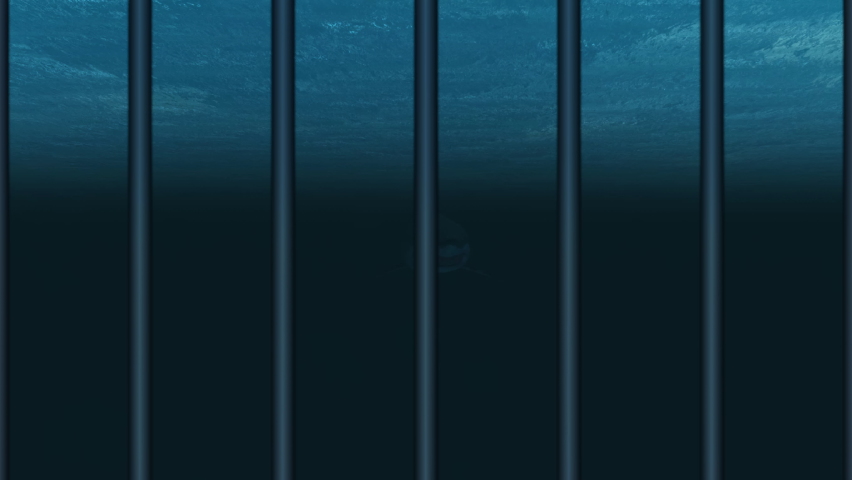 An extreme close-up of a large shark swimming up to an underwater cage and deeply observing the viewer within.