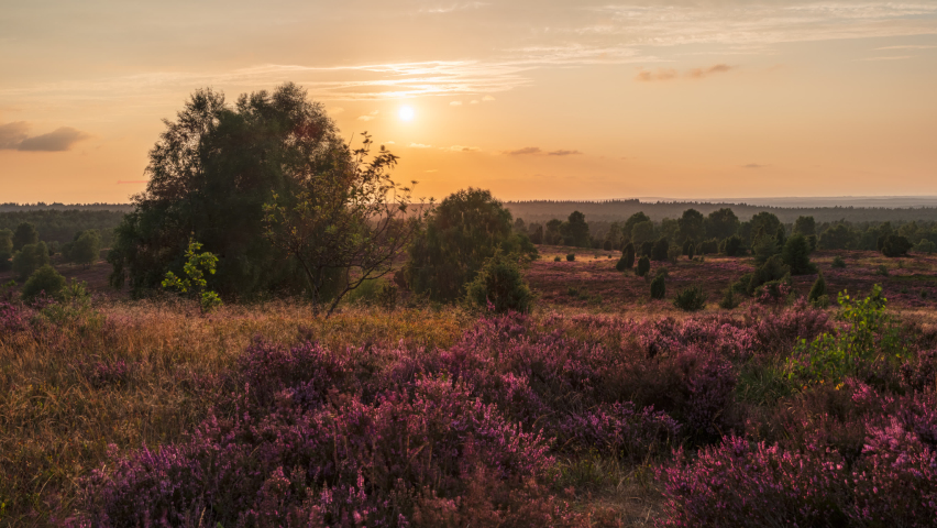 Timelapse of Sunset in Blooming Heathland (Lüneburger Heide, Germany) Royalty-Free Stock Footage #1093758023