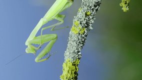  Green praying mantis sits on tree branch and cleans its paws on green grass and blue sky background. European mantis (Mantis religiosa), Vertical video